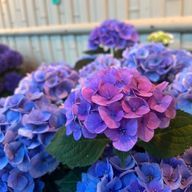 Aliciaさんのアイコン画像