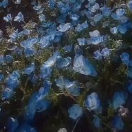 聖流。🌸📖🎧️さんのアイコン画像