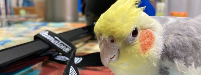 かわいんこさんの壁紙画像