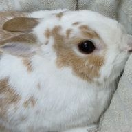 春ちゃん#オリキャラ多すぎる人さんのアイコン画像