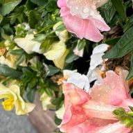 あんずさんのアイコン画像