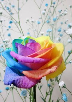 【短編】Rainbow Spells Love
