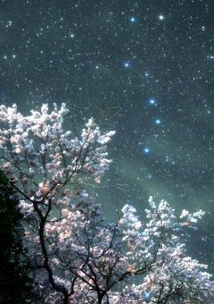 21の輝く星 秘密の恋物語