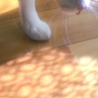 jelwsさんのアイコン画像