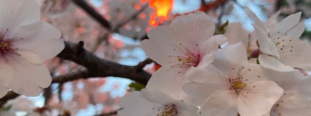 まりあ🌙😈🪽さんの壁紙画像