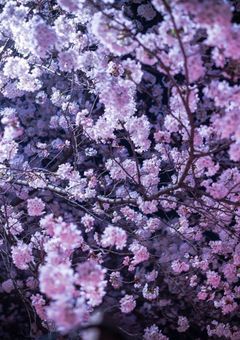 Njsj／出来損ないの私と、完璧な兄の違い