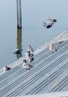 写真投げるとこ