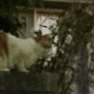 いわしさんのアイコン画像