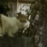  いわしさんのアイコン画像