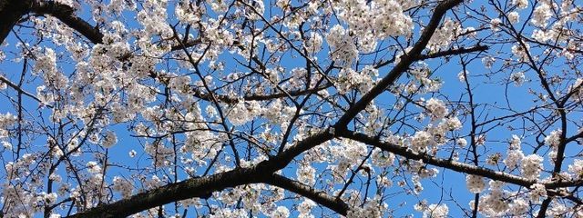 おもち@テスト終わって今これさんの壁紙画像