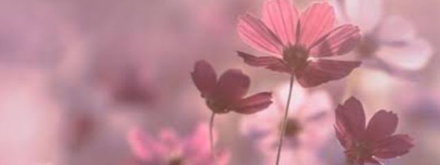 ❁.｡.:* 𝓜𝓲𝓪 ❁.｡.:*  フォロバ100ᰔさんの壁紙画像