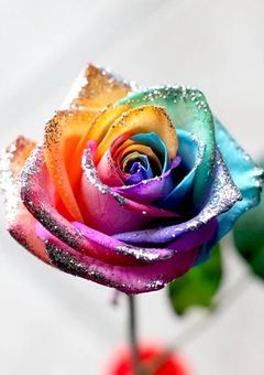 俺達で咲かせるレインボーフラワー