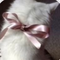 べあーさんのアイコン画像