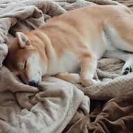 にゅうｻﾝういんなあ@PKSP夢出したいさんのアイコン画像