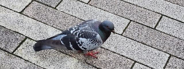 キコウイさんの壁紙画像