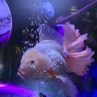 みっふぃーさんのアイコン画像