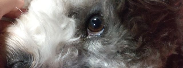 くじらもちさんの壁紙画像