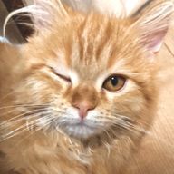 ぱぴこちゃんさんのアイコン画像