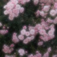 桜 羽 瑠 愛  ‪𓂃 𓈒𓏸໒꒱さんのアイコン画像