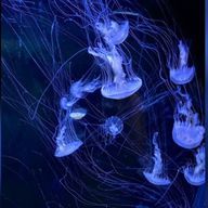 海月と深海で。さんのアイコン画像