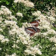 risuさんのアイコン画像