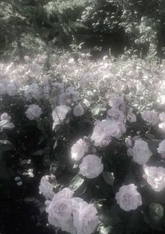 [　配信部屋　]　星屑の街の劣等星　。　　