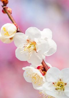 問答打様　短編集・反応集