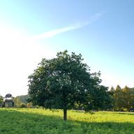 manamiさんのアイコン画像