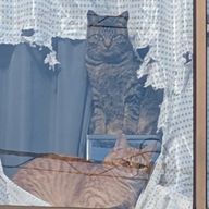 ソラの桜井(仮名)さんのアイコン画像