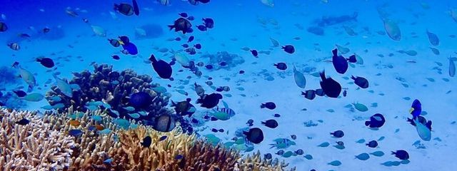 水鈴 海猫@すいりん うみまおさんの壁紙画像