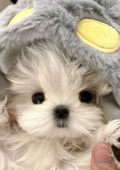 人見知りの人気者 .