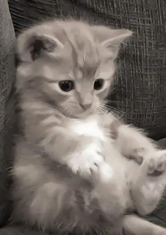 天才執事と天敵お嬢