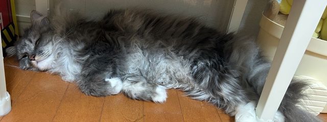 猫月雪見さんの壁紙画像