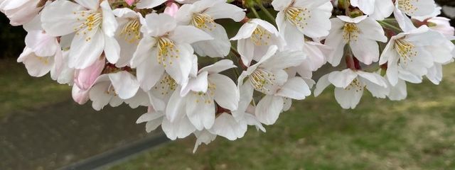 さやか💐さんの壁紙画像