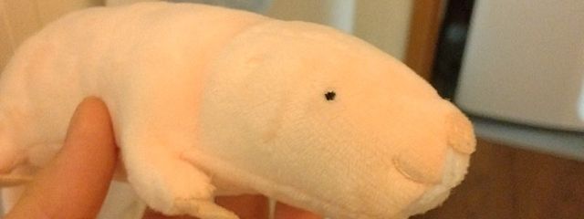 翡翠さんの壁紙画像