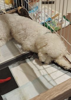 誕生日カウントダウン　コメチャレ