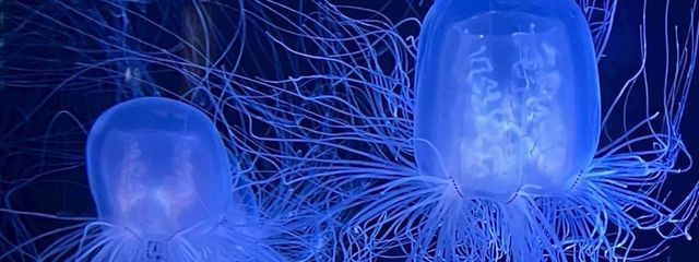 ﾋﾟﾔｯﾊｧさんの壁紙画像