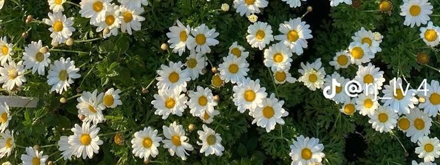 藍さんの壁紙画像