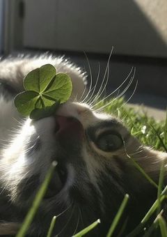 　　　⋆.˚ ☾ .⭒˚