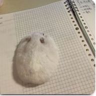 まるさんのアイコン画像