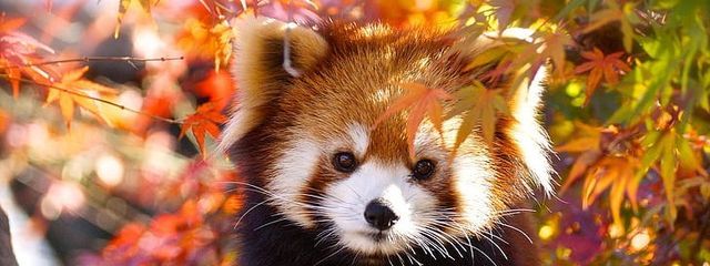 音羽さんの壁紙画像