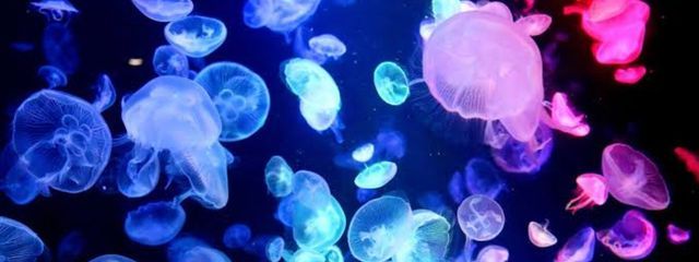 ハナタバさんの壁紙画像