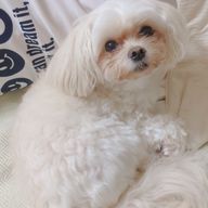 あああさんのアイコン画像