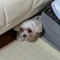 あああさんのアイコン画像