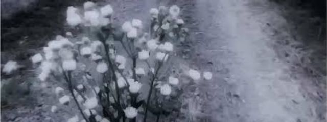 ︎︎︎︎︎︎︎︎みんと .さんの壁紙画像
