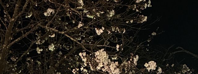 柚希さんの壁紙画像