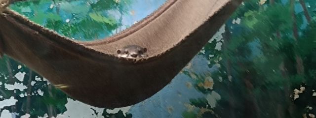 雫。🐕フォロバ100さんの壁紙画像