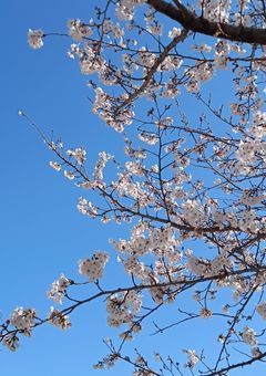 わたしの幸せな結婚