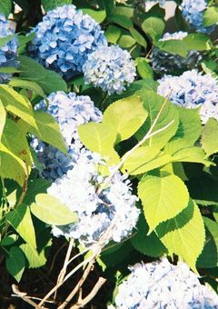 紫陽花の隣で笑う君
