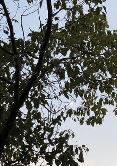 めんどくさかりは愛される